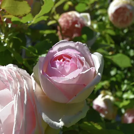 Belle Vue Pyrenees 度假居 *